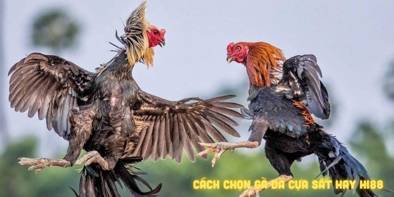 How to Win at New88 Cockfighting: Strategies for Iron Spur, Knife, and Traditional Fights